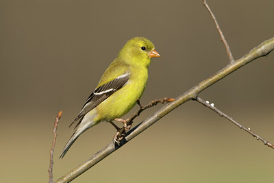 BUITEN BEELD Foto: 58315