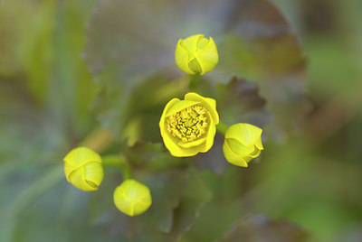 BUITEN BEELD Foto: 58322
