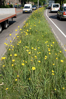 BUITEN BEELD Foto: 58333