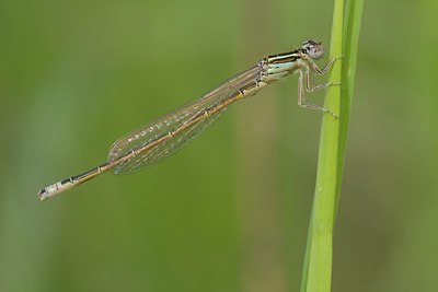 BUITEN BEELD Foto: 58345