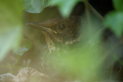 BUITEN BEELD Foto: 58347