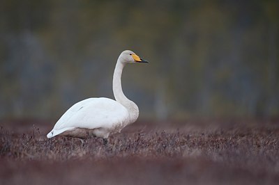BUITEN BEELD Foto: 58360