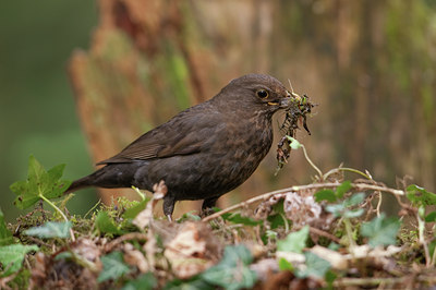 BUITEN BEELD Foto: 58363