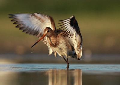 BUITEN BEELD Foto: 58368