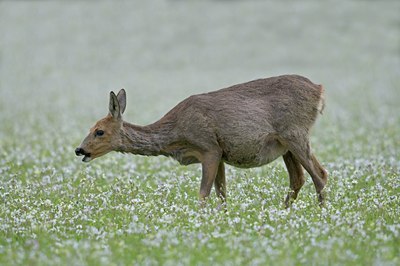 BUITEN BEELD Foto: 58370