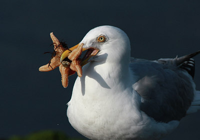 BUITEN BEELD Foto: 58391