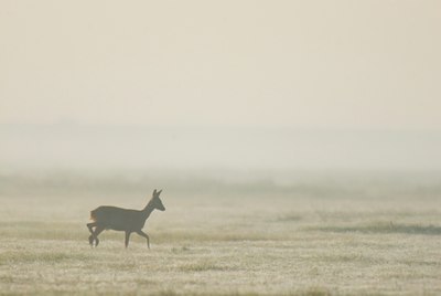 BUITEN BEELD Foto: 58419