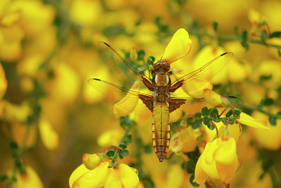 BUITEN BEELD Foto: 58423