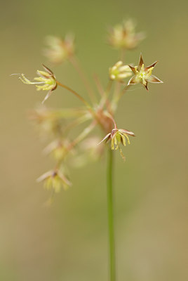BUITEN BEELD Foto: 58437