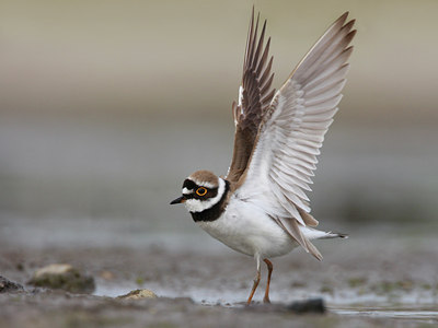 BUITEN BEELD Foto: 58457
