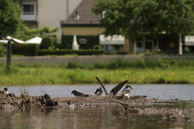 BUITEN BEELD Foto: 58464