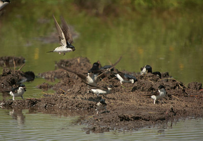 BUITEN BEELD Foto: 58471