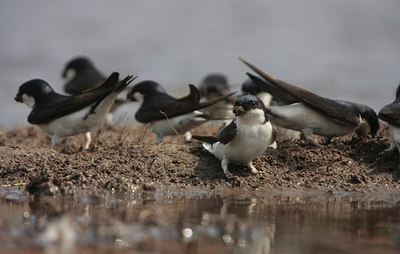 BUITEN BEELD Foto: 58473