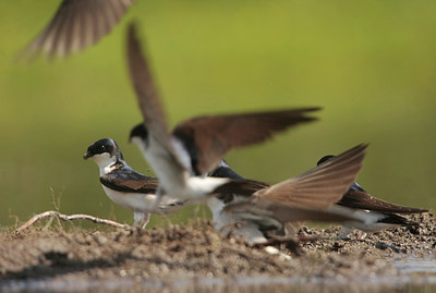 BUITEN BEELD Foto: 58487