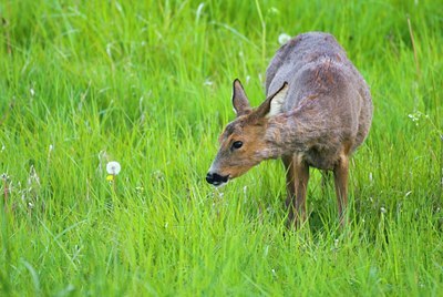 BUITEN BEELD Foto: 58488