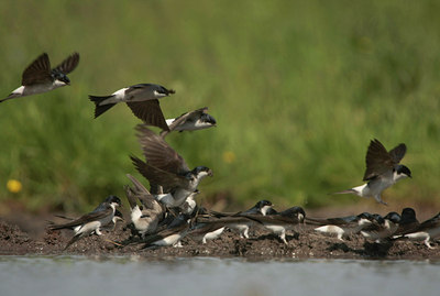 BUITEN BEELD Foto: 58493