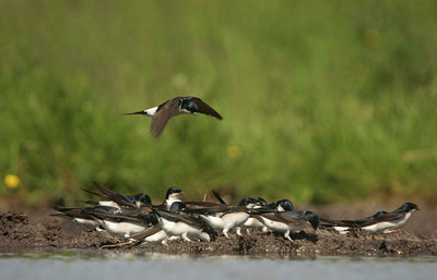 BUITEN BEELD Foto: 58496