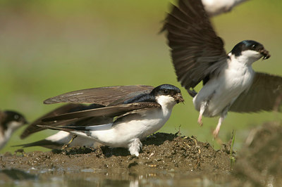 BUITEN BEELD Foto: 58499