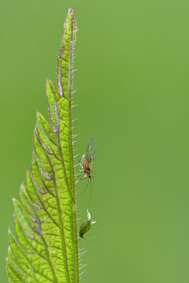 BUITEN BEELD Foto: 58520