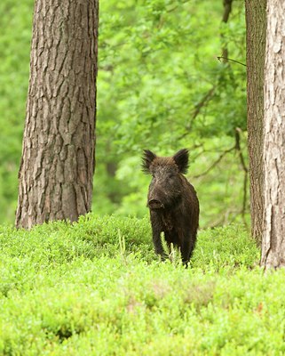 BUITEN BEELD Foto: 58526