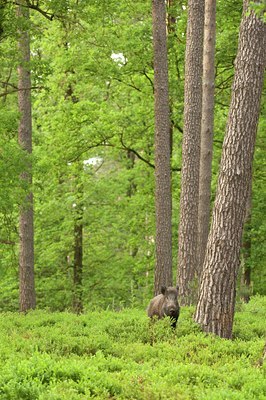 BUITEN BEELD Foto: 58530
