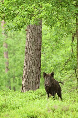 BUITEN BEELD Foto: 58532