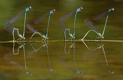 BUITEN BEELD Foto: 58544