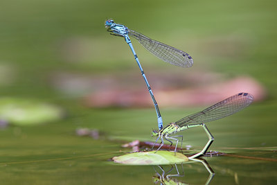 BUITEN BEELD Foto: 58545