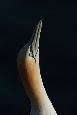 BUITEN BEELD Foto: 58556