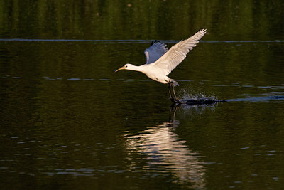 BUITEN BEELD Foto: 58590