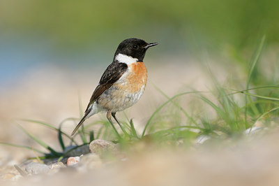 BUITEN BEELD Foto: 58595