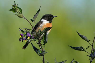 BUITEN BEELD Foto: 58597