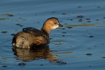 BUITEN BEELD Foto: 58624