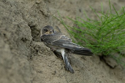 BUITEN BEELD Foto: 58627