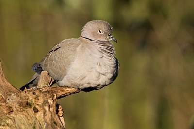 BUITEN BEELD Foto: 58632