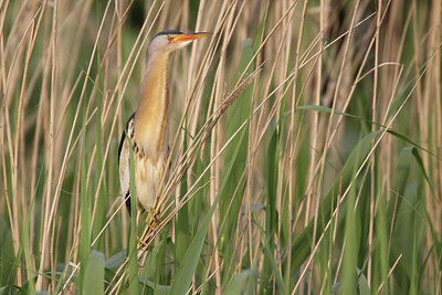 BUITEN BEELD Foto: 58633