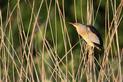 BUITEN BEELD Foto: 58635