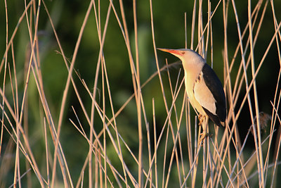 BUITEN BEELD Foto: 58636