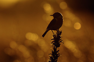 BUITEN BEELD Foto: 58638