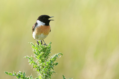 BUITEN BEELD Foto: 58647