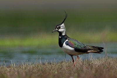 BUITEN BEELD Foto: 58663
