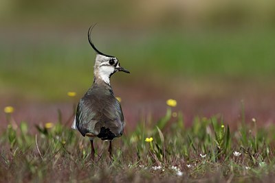 BUITEN BEELD Foto: 58665