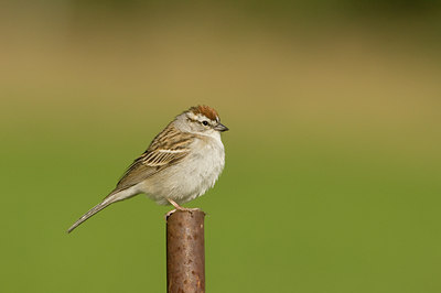 BUITEN BEELD Foto: 58673