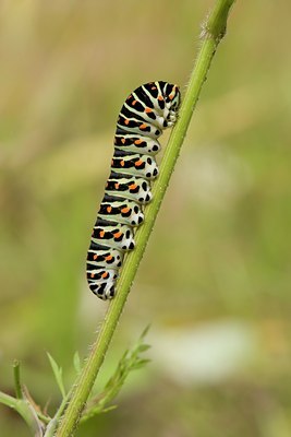 BUITEN BEELD Foto: 58681