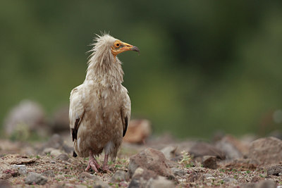 BUITEN BEELD Foto: 58699