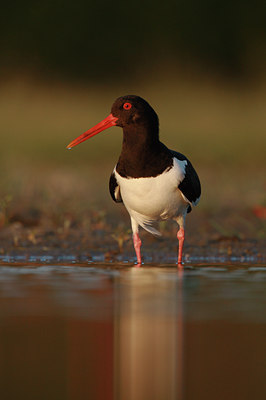 BUITEN BEELD Foto: 58700