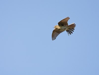 BUITEN BEELD Foto: 58741