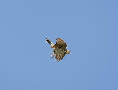 BUITEN BEELD Foto: 58742