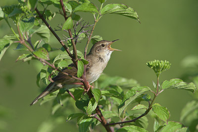BUITEN BEELD Foto: 58745