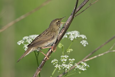 BUITEN BEELD Foto: 58746